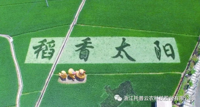 浙江臨安：竹林變稻田，農(nóng)戶喜開顏